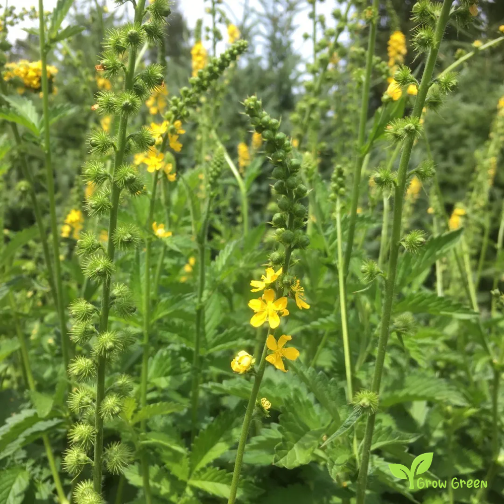 Common Agrimony (agrimonia eupatoria) | 10 seeds