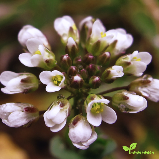 20 seeds of Marsh Bedstraw - GALIUM PALUSTRE + Gift 5 seeds of Sunflower