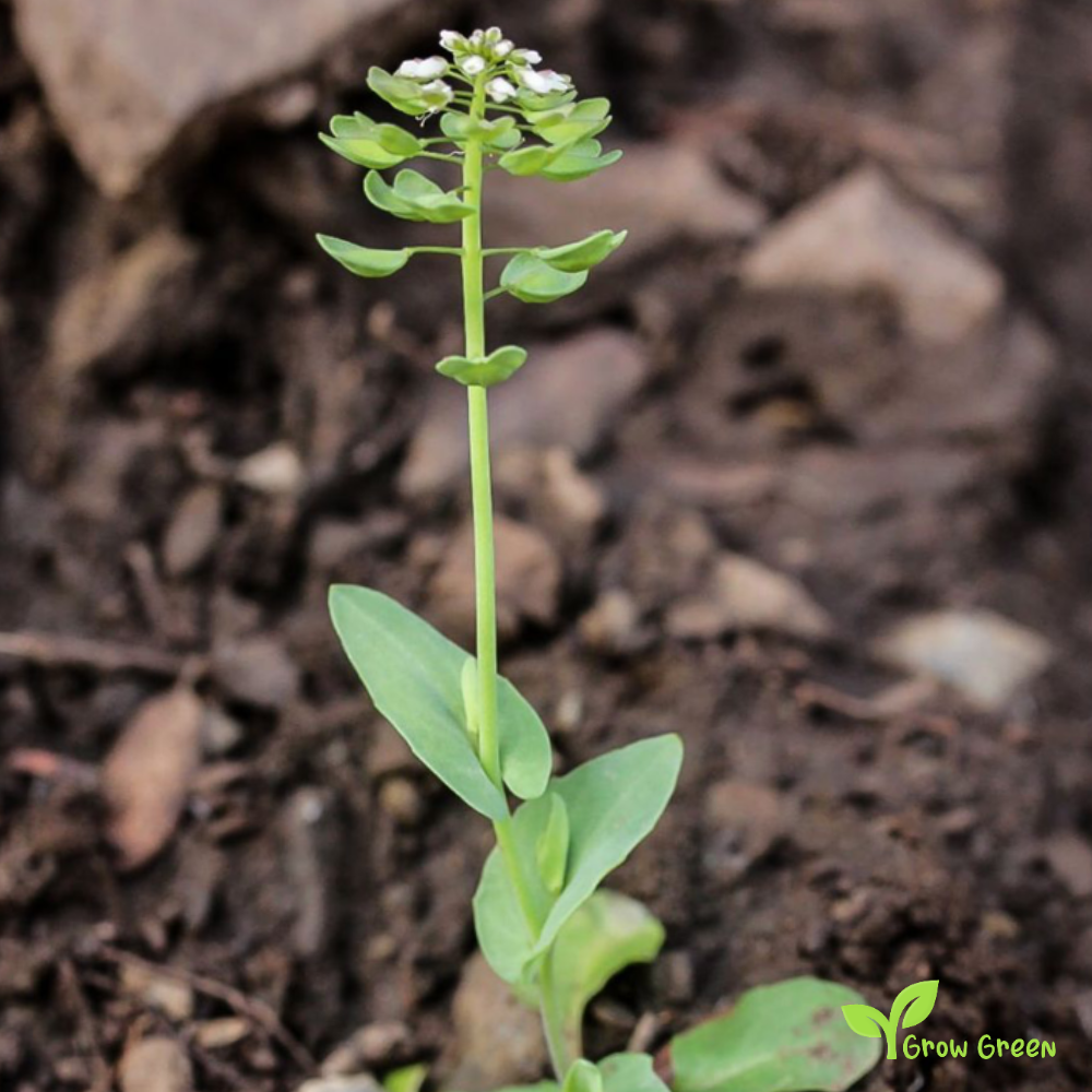20 seeds of Marsh Bedstraw - GALIUM PALUSTRE + Gift 5 seeds of Sunflower