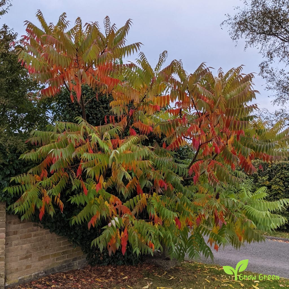 Staghorn Sumac (rhus typhina) | 10 seeds