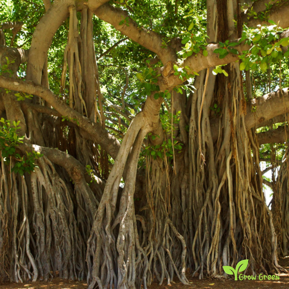 20 seeds of Indian Bat Fig Tree - FICUS AMPLISSIMA - Pipri + Gift 5 seeds of Sunflower