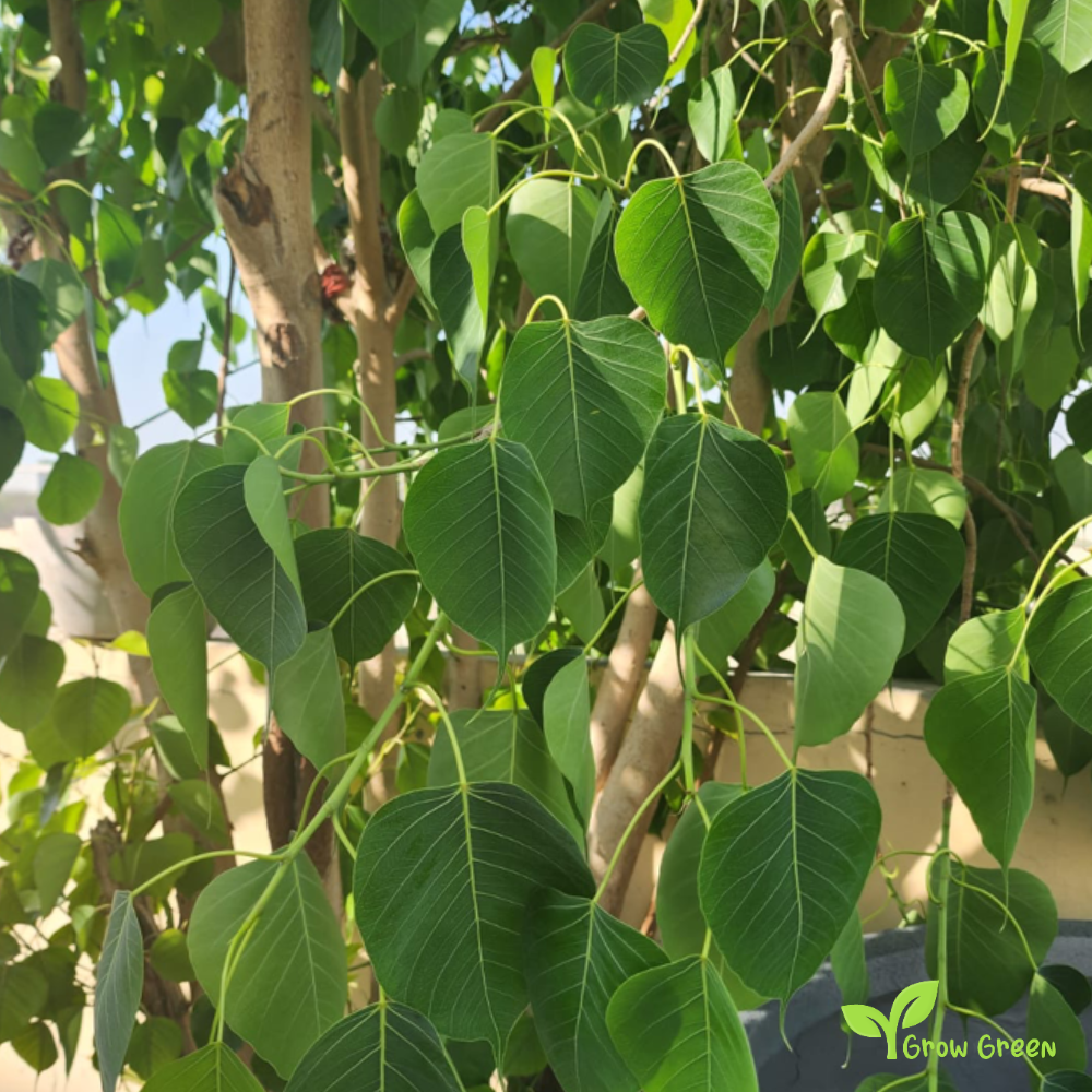 10 seeds of Field Elm - ULMUS MINOR + Gift 5 seeds of Sunflower