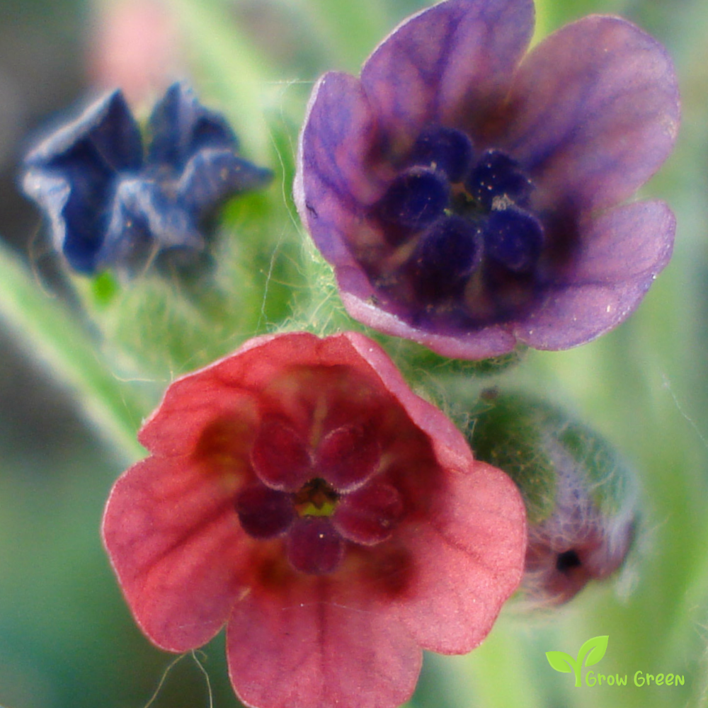 Dog's (cynoglossum officinale) | 10 seeds
