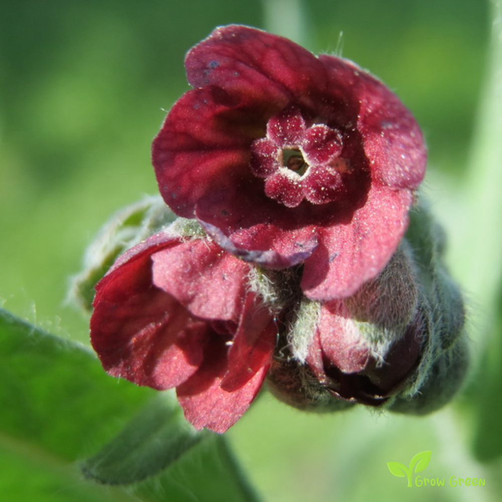 Dog's (cynoglossum officinale) | 10 seeds