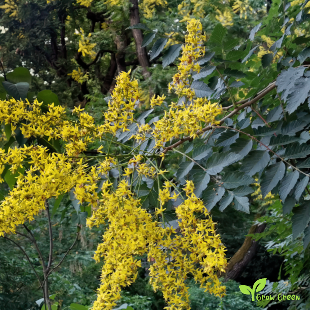 10 seeds of Goldenrain Tree - KOELREUTERIA PANICULATA + Gift 5 seeds of Sunflower