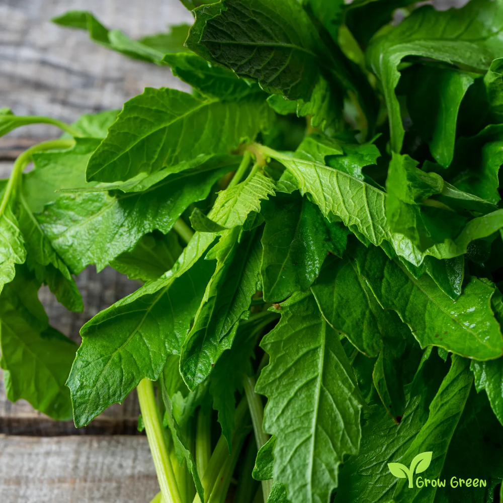 10 seeds of Chilean Epazote seeds - CHENOPODIUM CHILENSE + Gift 5 seeds of Sunflower