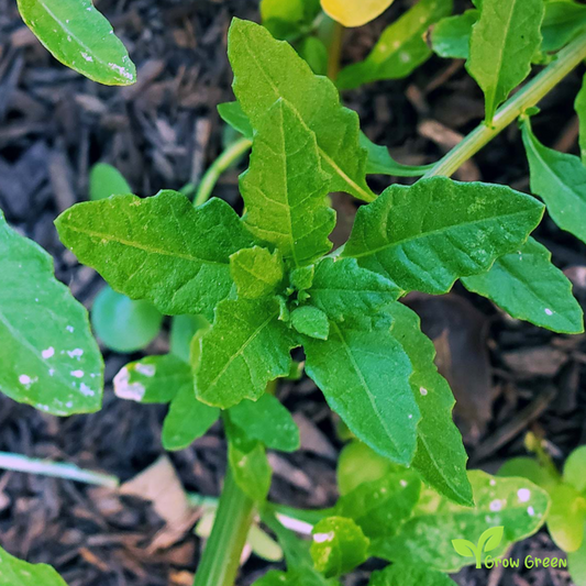 10 seeds of Chilean Epazote seeds - CHENOPODIUM CHILENSE + Gift 5 seeds of Sunflower
