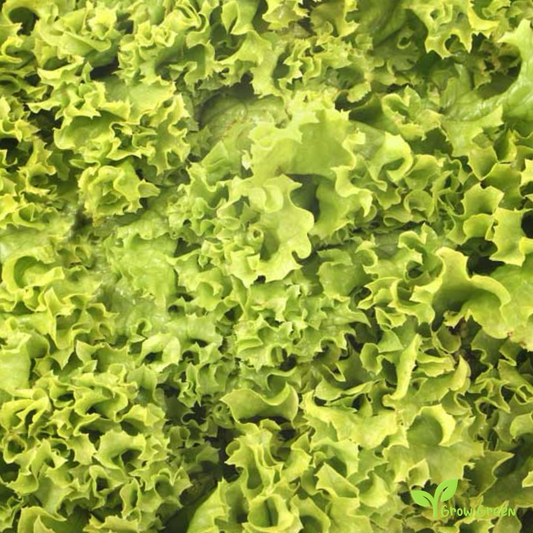 20 seeds of Lettuce Louisiana - LACTUCA SATIVA - Salad + Gift 5 seeds of Sunflower