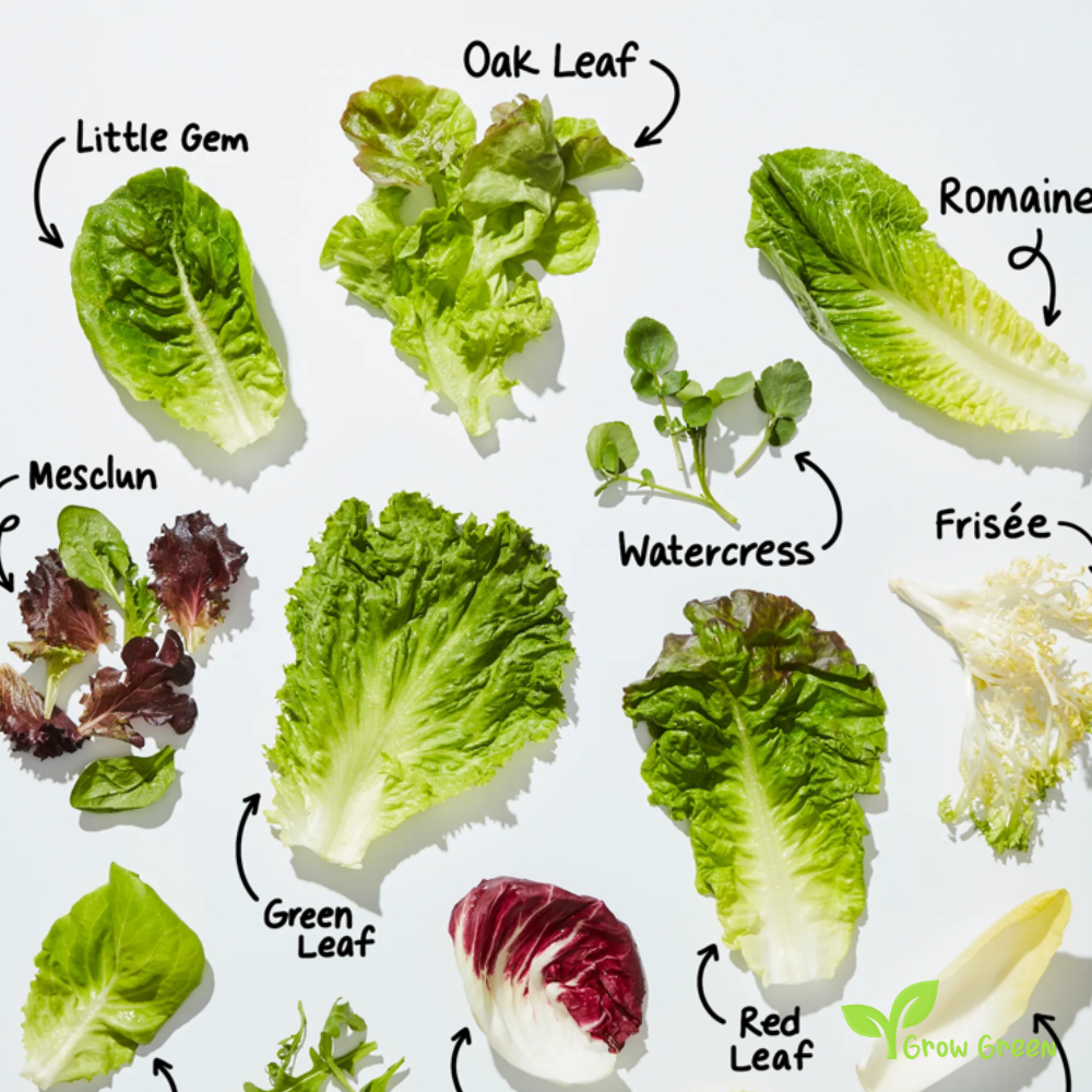 20 seeds of Lettuce Louisiana - LACTUCA SATIVA - Salad + Gift 5 seeds of Sunflower