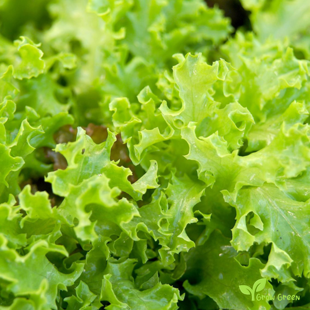 20 seeds of Lettuce Louisiana - LACTUCA SATIVA - Salad + Gift 5 seeds of Sunflower