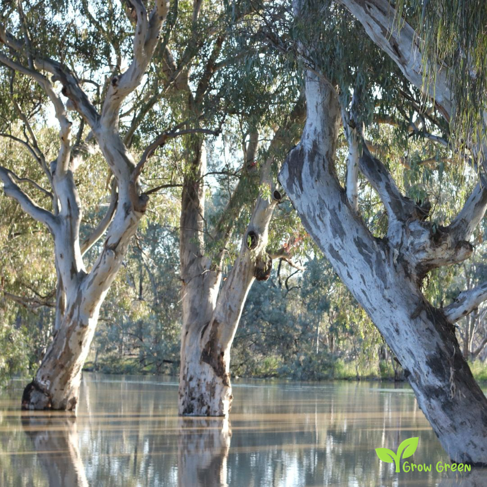10 seeds of River Red Gum - EUCALYPTUS CAMALDULENSIS + Gift 5 seeds of Sunflower