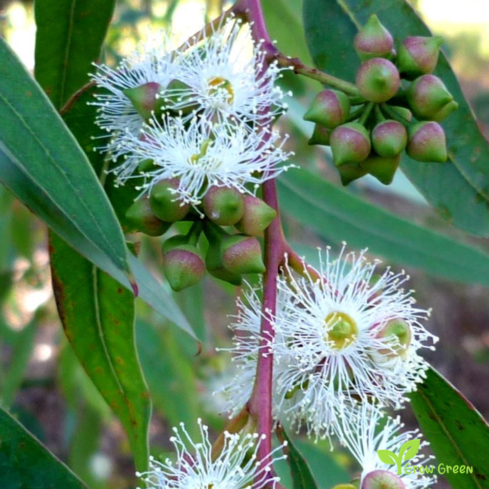 10 seeds of River Red Gum - EUCALYPTUS CAMALDULENSIS + Gift 5 seeds of Sunflower