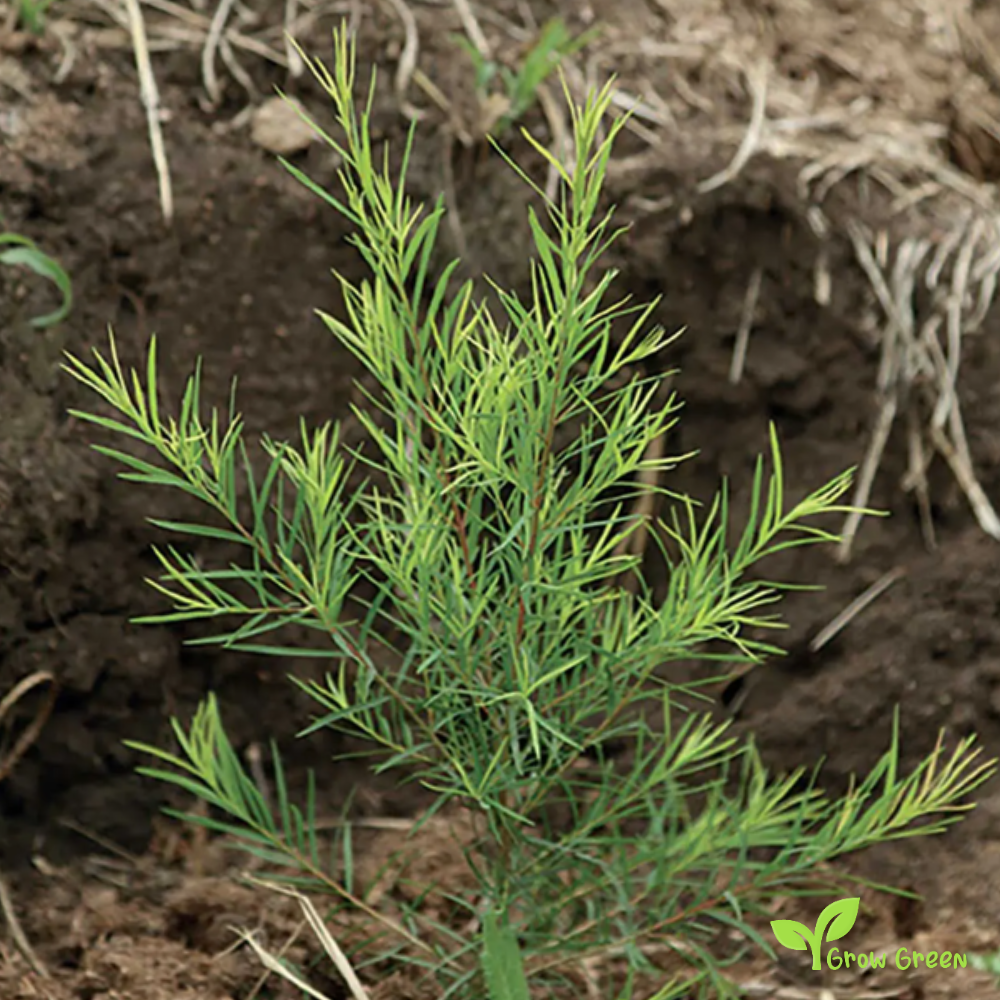 10 seeds of Tea Tree - MELALEUCA ALTERNIFOLIA + Gift 5 seeds of Sunflower