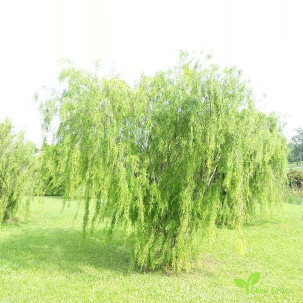 5 seeds of Weeping Tea Tree - LEPTOSPERMUM BRACHYANDRUM + Gift 5 seeds of Sunflower