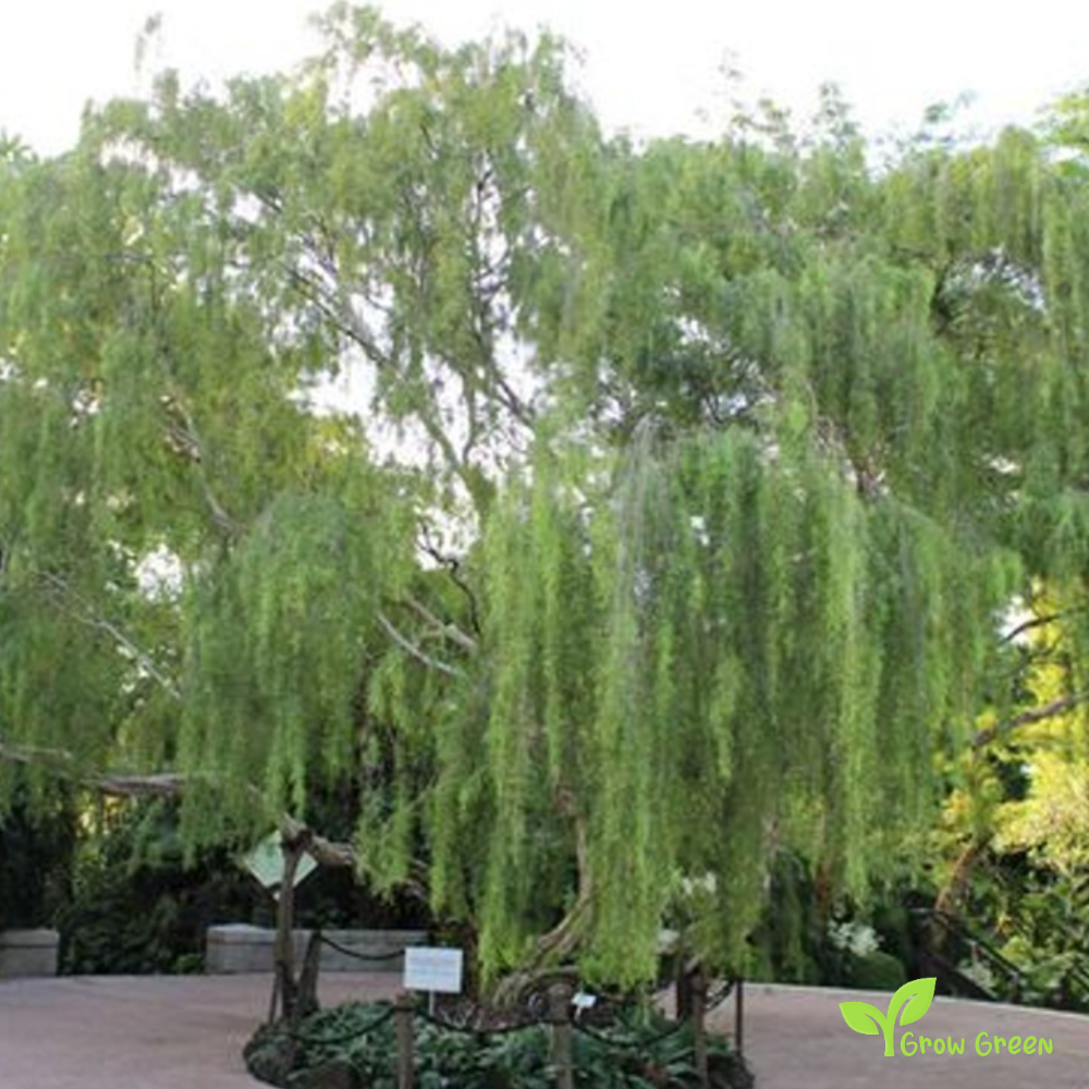 5 seeds of Weeping Tea Tree - LEPTOSPERMUM BRACHYANDRUM + Gift 5 seeds of Sunflower