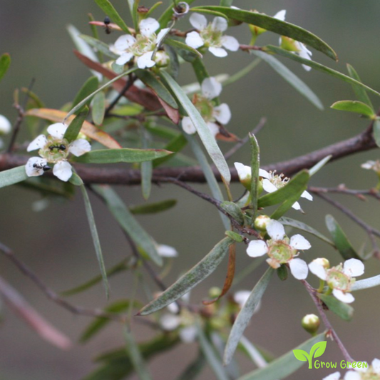 5 seeds of Weeping Tea Tree - LEPTOSPERMUM BRACHYANDRUM + Gift 5 seeds of Sunflower