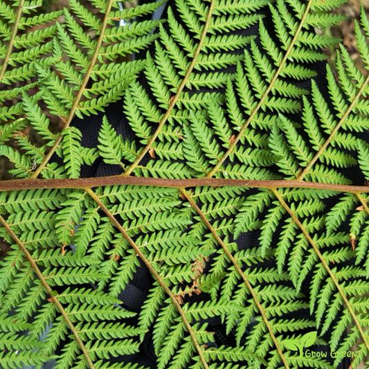 10 seeds of Golden Tree - DICKSONIA FIBROSA + Gift 5 seeds of Sunflower