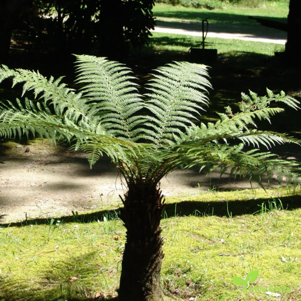 10 seeds of Golden Tree - DICKSONIA FIBROSA + Gift 5 seeds of Sunflower