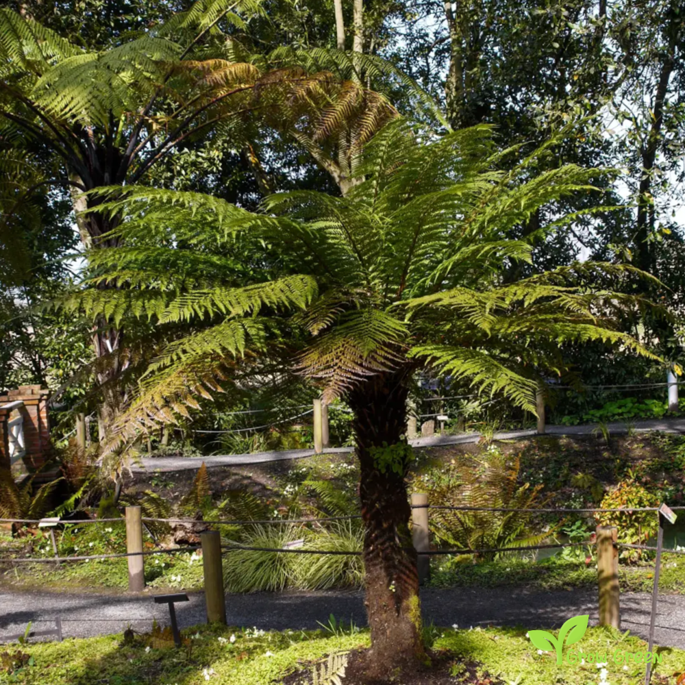 10 seeds of Golden Tree - DICKSONIA FIBROSA + Gift 5 seeds of Sunflower