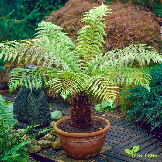 10 seeds/spores of Soft Tree Fern - DICKSONIA ANTARCTICA + Gift 5 seeds of Sunflower