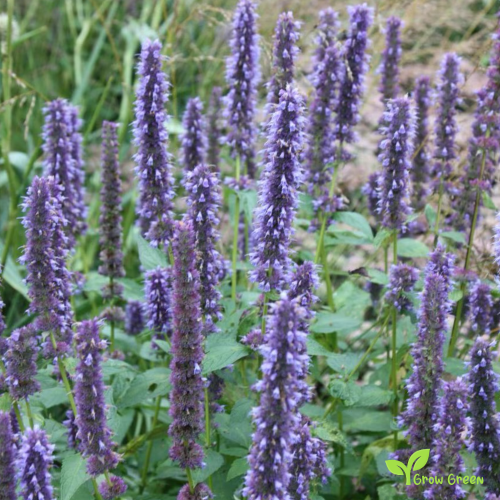 20 seeds of Mexican Giant Hyssop - AGASTACHE MEXICANA + Gift 5 seeds of Sunflower