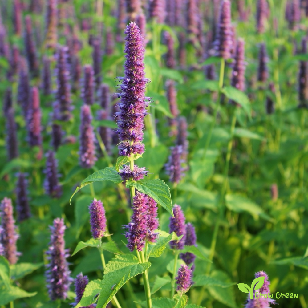 20 seeds of Mexican Giant Hyssop - AGASTACHE MEXICANA + Gift 5 seeds of Sunflower