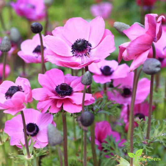 20 seeds of Anemone - ANEMONE CORONARIA + Gift 5 seeds of Sunflower