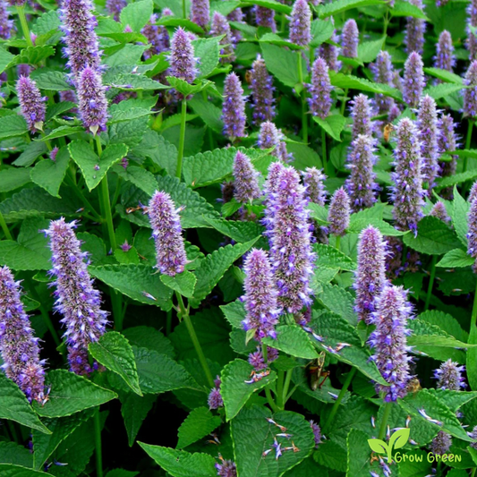 20 seeds of Anise Hyssop - AGASTACHE FOENICULUM + Gift 5 seeds of Sunflower