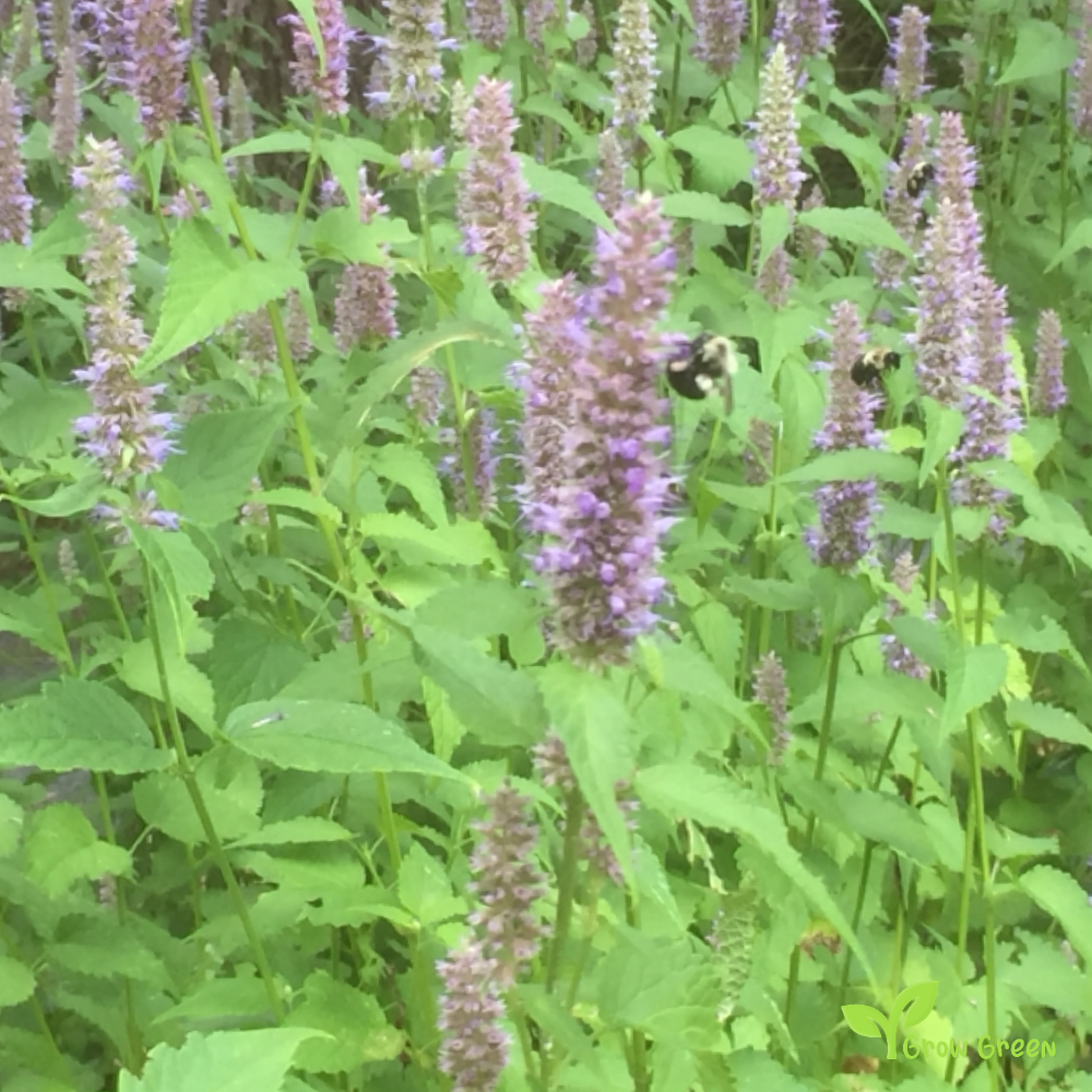 20 seeds of Anise Hyssop - AGASTACHE FOENICULUM + Gift 5 seeds of Sunflower