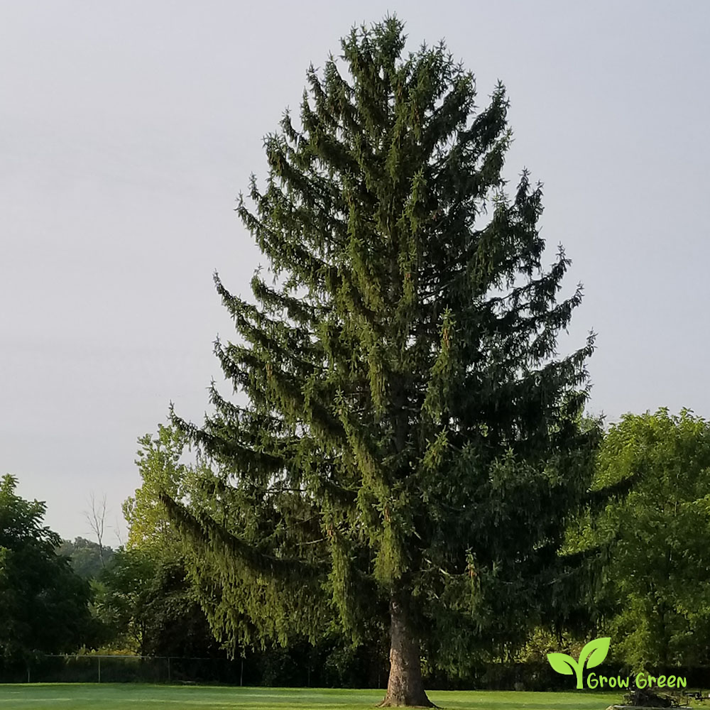 5 seeds of Norway Spruce - PICEA ABIES - European Spruce + Gift 5 seeds of Sunflower