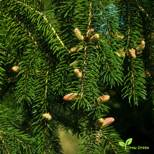 5 seeds of Norway Spruce - PICEA ABIES - European Spruce + Gift 5 seeds of Sunflower