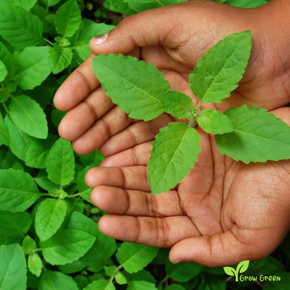 20 seeds of Holy Basil - OCIMUM TENUIFLORUM - Tulsi + Gift 5 seeds of Sunflower