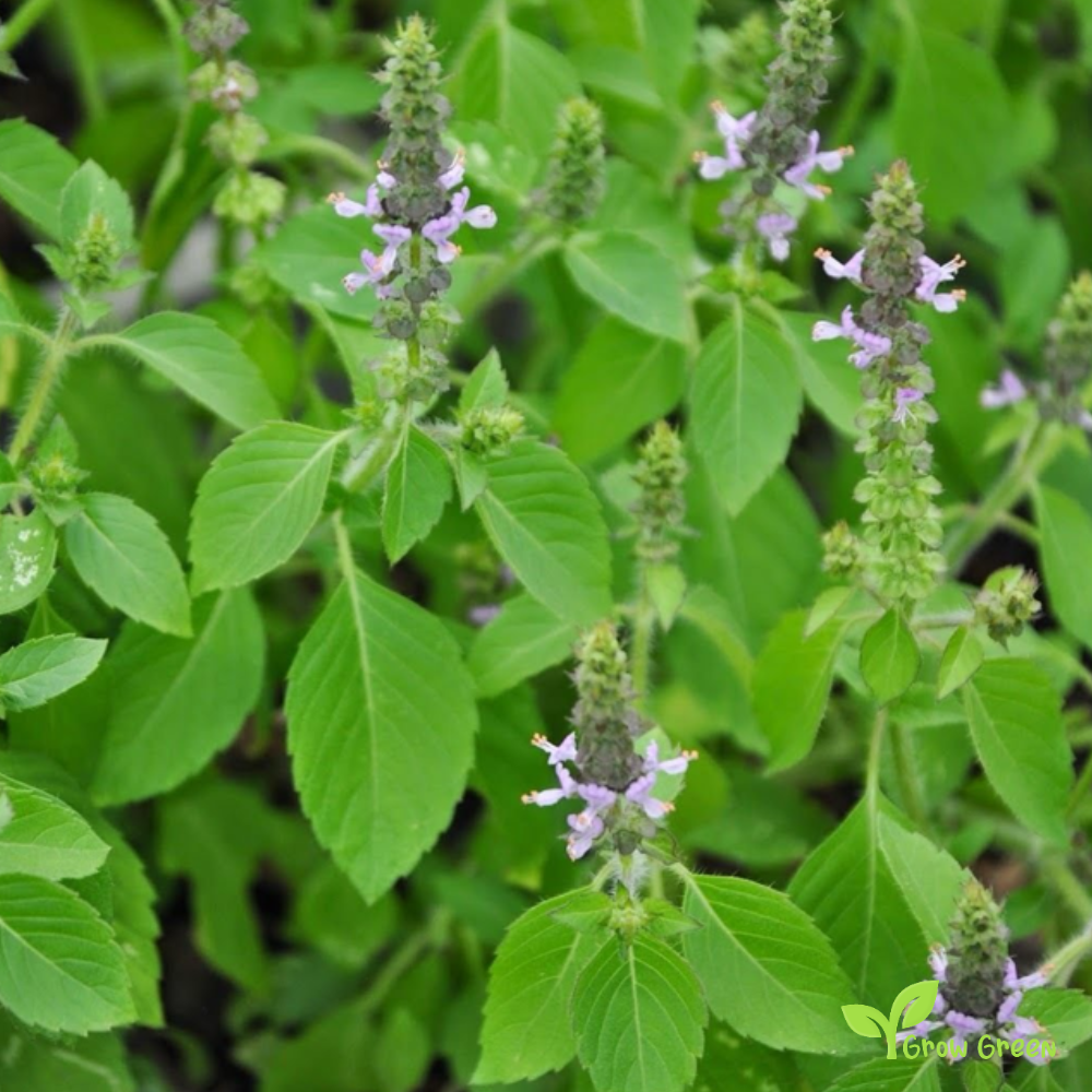 20 seeds of Holy Basil - OCIMUM TENUIFLORUM - Tulsi + Gift 5 seeds of Sunflower