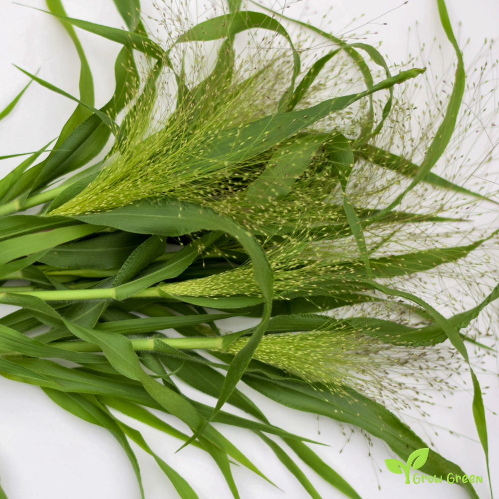 20 seeds of Frosted Explosion - PANICUM ELEGANS - Switch Grass + Gift 5 seeds of Sunflower