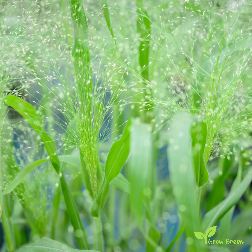 20 seeds of Frosted Explosion - PANICUM ELEGANS - Switch Grass + Gift 5 seeds of Sunflower