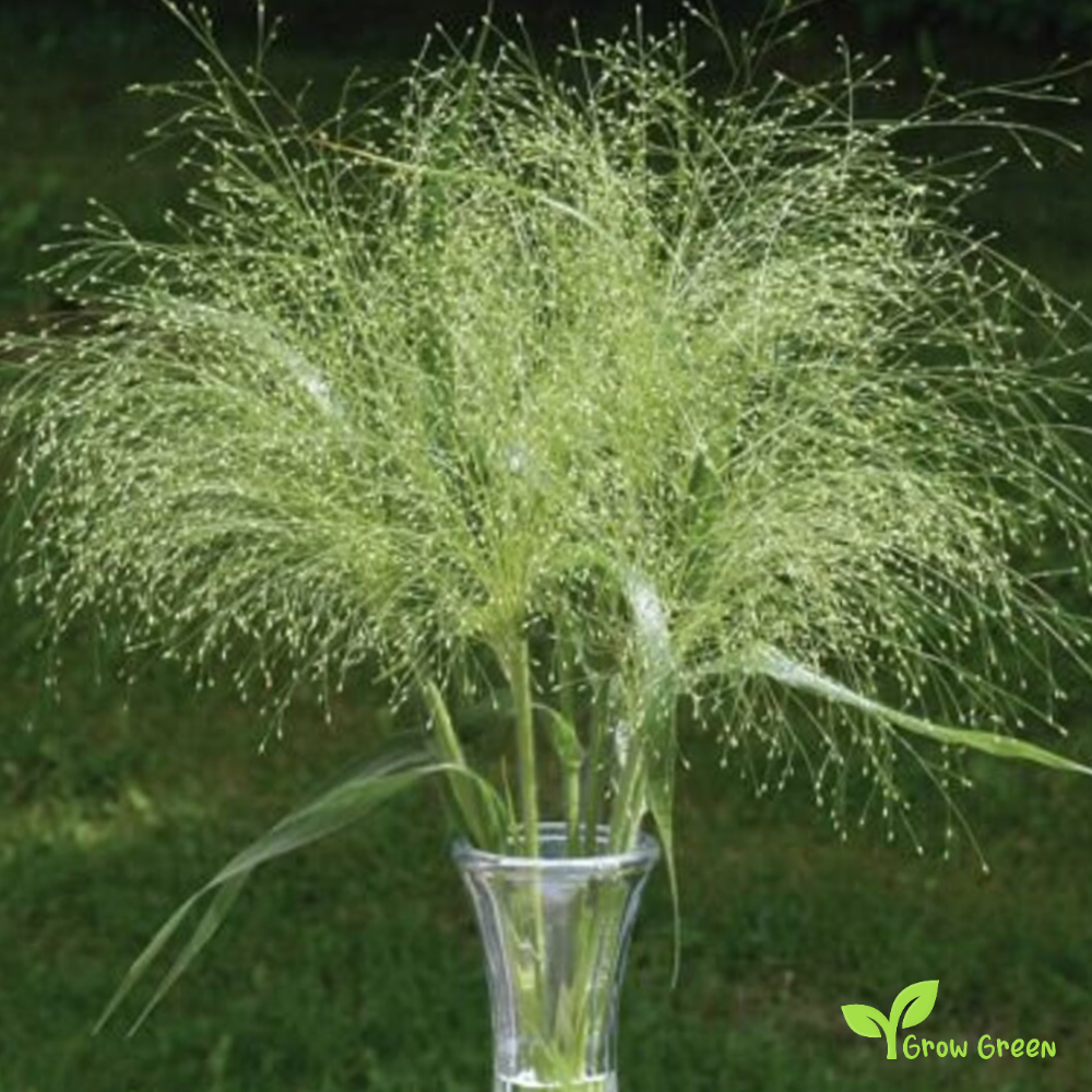 20 seeds of Frosted Explosion - PANICUM ELEGANS - Switch Grass + Gift 5 seeds of Sunflower