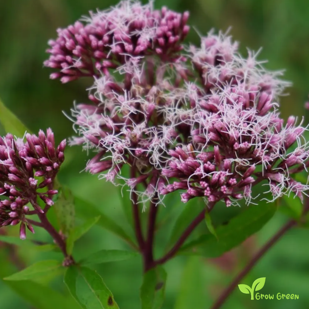 10 seeds of Hemp Agrimony - EUPATORIUM CANNABINUM + Gift 5 seeds of Sunflower