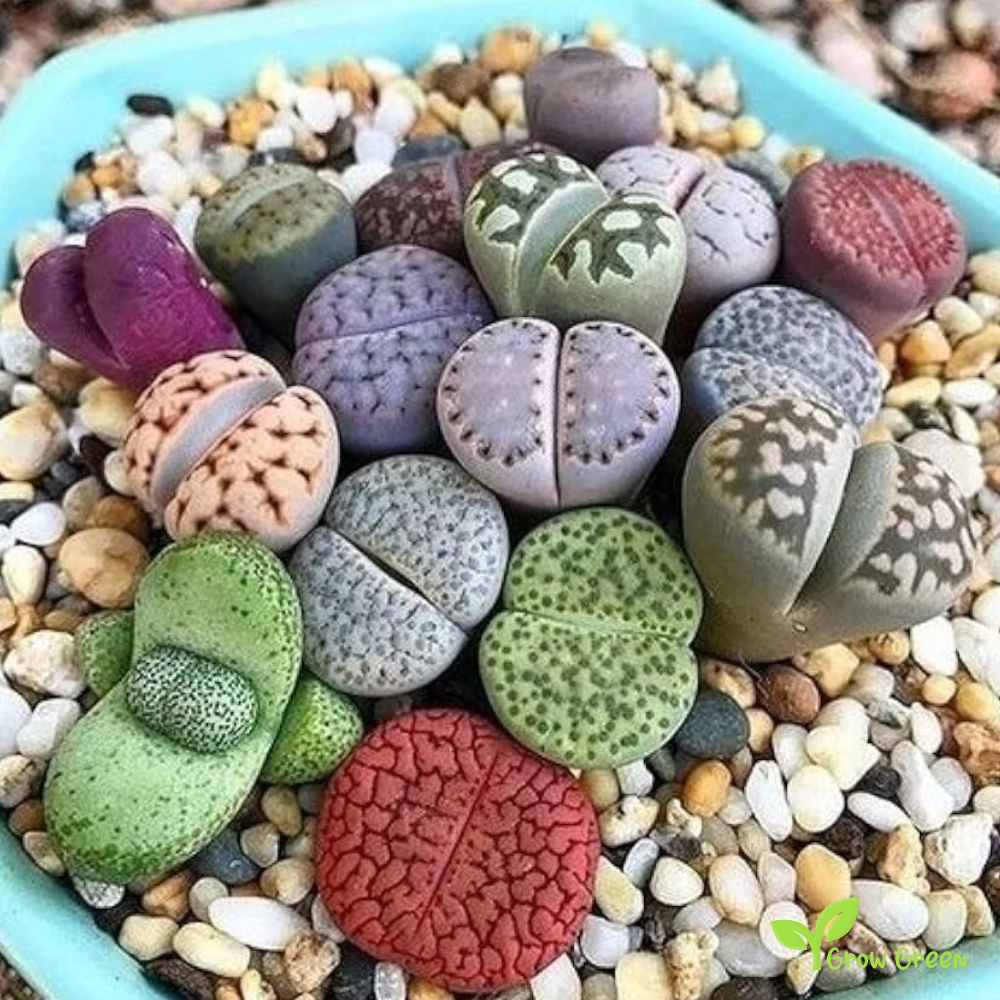 10 seeds of Lithops Mix - LIVING STONE - Succulent + Gift 5 seeds of Sunflower