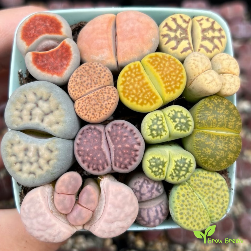 10 seeds of Lithops Mix - LIVING STONE - Succulent + Gift 5 seeds of Sunflower