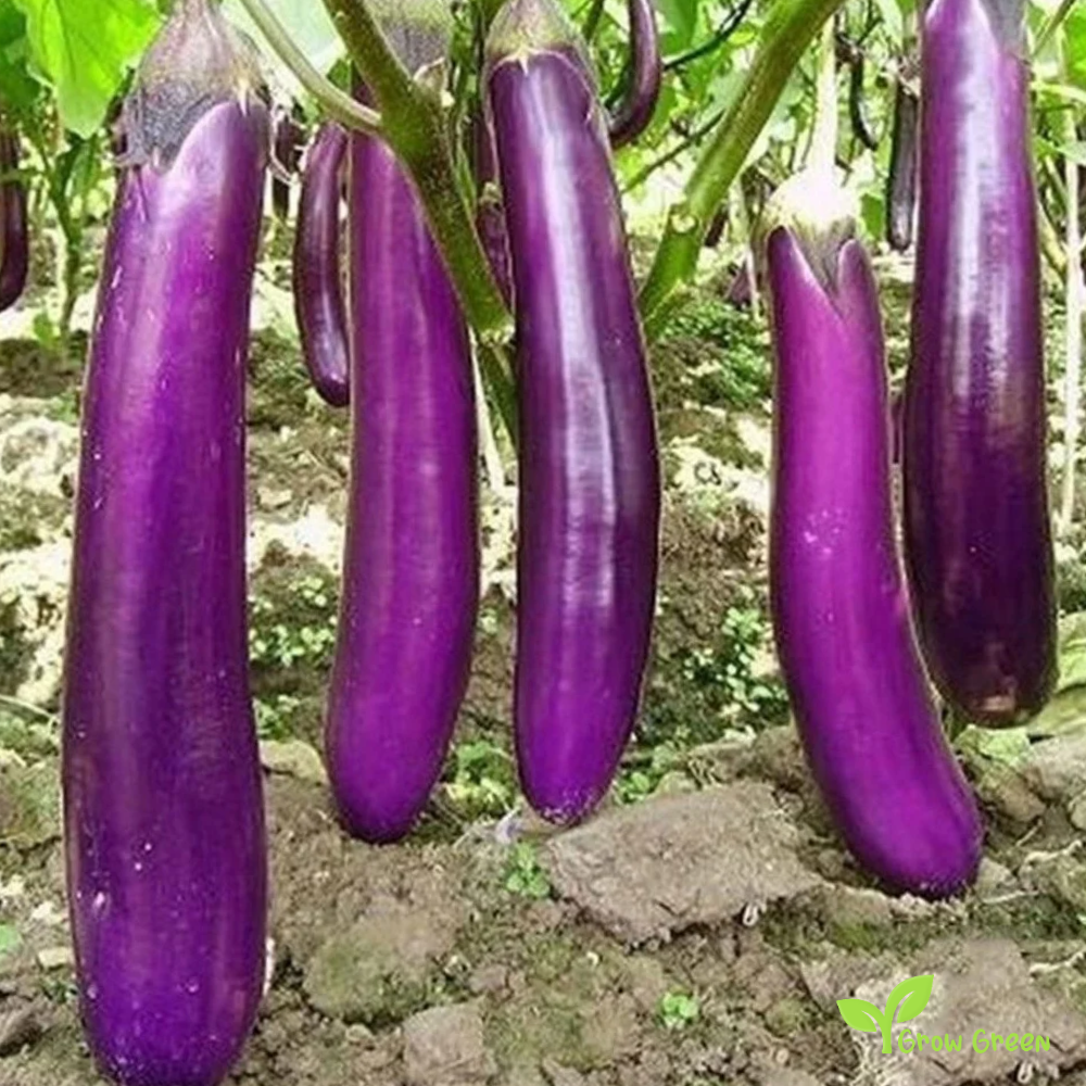 10 seeds of Purple Long Line Aubergine - SOLANUM MELONGENA + Gift 5 seeds of Sunflower