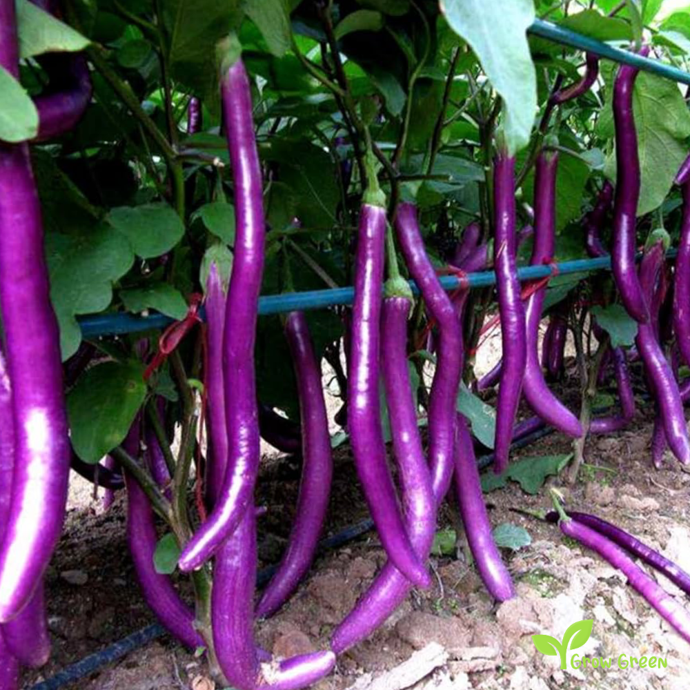 10 seeds of Purple Long Line Aubergine - SOLANUM MELONGENA + Gift 5 seeds of Sunflower