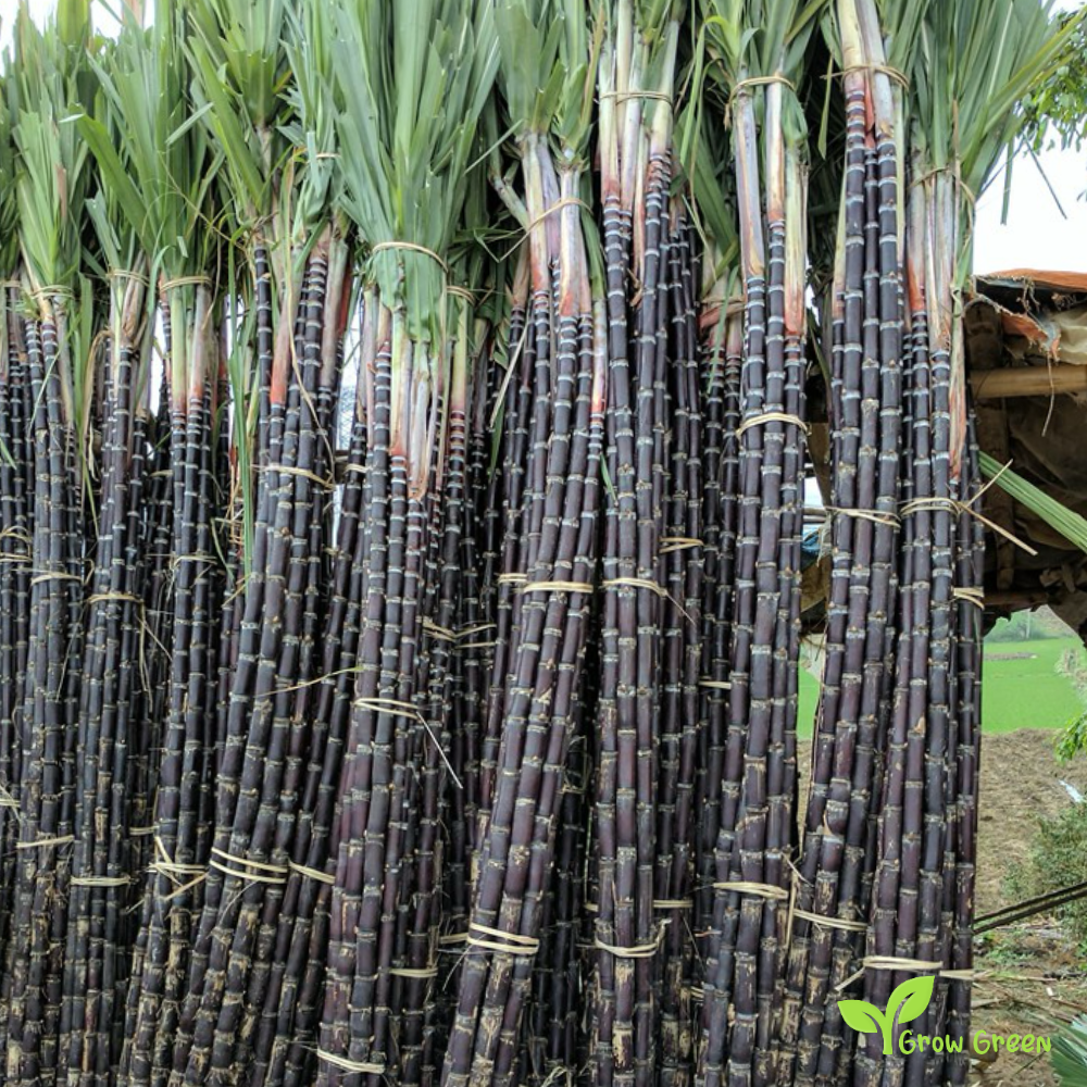 5 seeds of Black Sugarcane - SACCHARUM OFFICINARUM - Sugar Cane + Gift 5 seeds of Sunflower