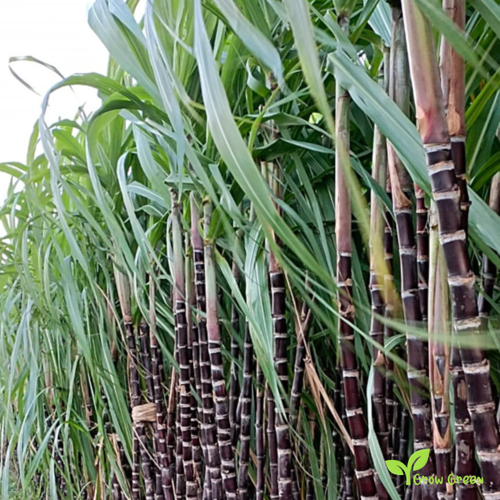 5 seeds of Black Sugarcane - SACCHARUM OFFICINARUM - Sugar Cane + Gift 5 seeds of Sunflower