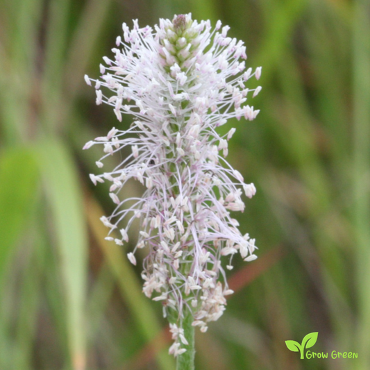 10 seeds of Hoary Plantain - PLANTAGO MEDIA + Gift 5 seeds of Sunflower