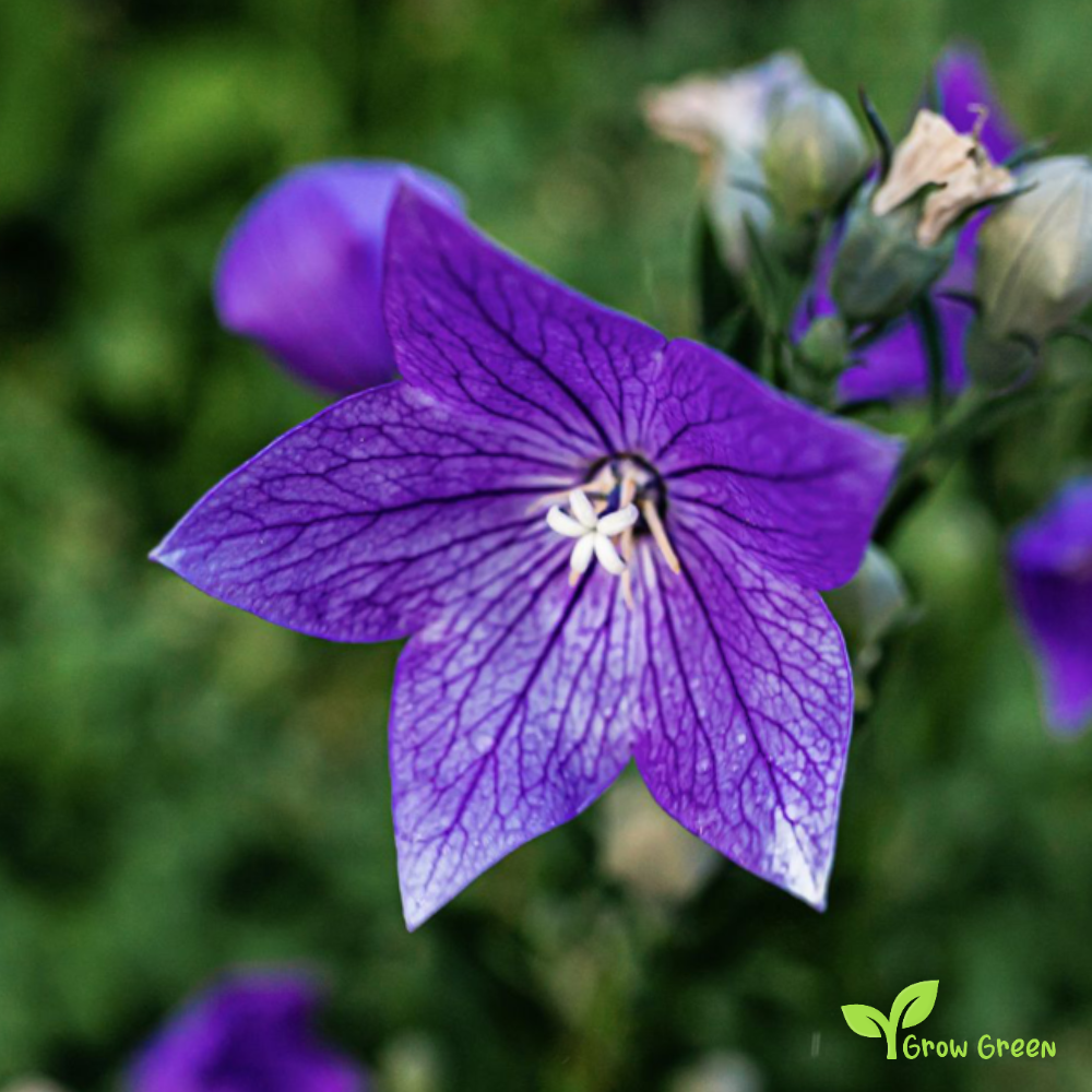 20 seeds of Balloon Flower - PLATYCODON GRANDIFLORUS + Gift 5 seeds of Sunflower