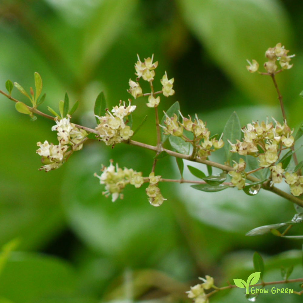 10 seeds of Henna - LAWSONIA INERMIS - Hina Mignonette Tree + Gift 5 seeds of Sunflower