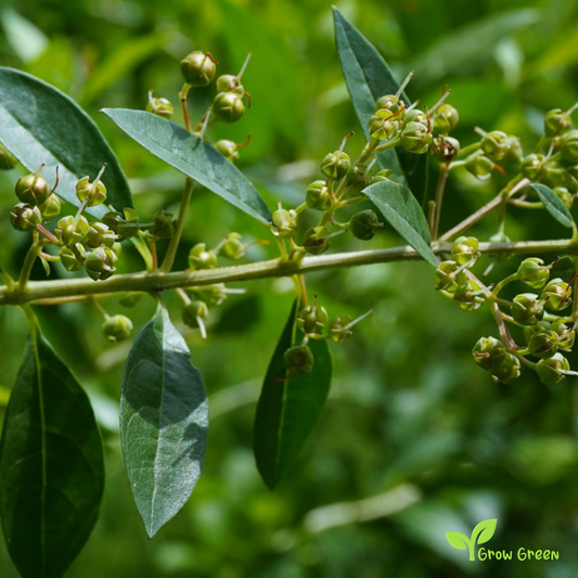 10 seeds of Henna - LAWSONIA INERMIS - Hina Mignonette Tree + Gift 5 seeds of Sunflower