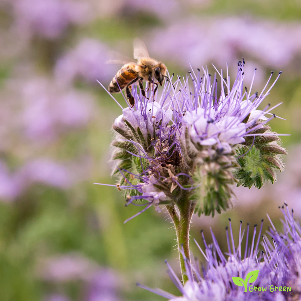 20 seeds of Purple Tansy - PACELIA TANACETIFOLIA + Gift 5 seeds of Sunflower