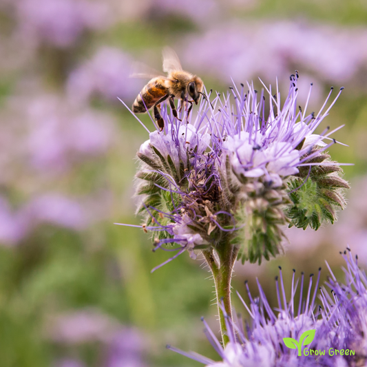 20 seeds of Purple Tansy - PACELIA TANACETIFOLIA + Gift 5 seeds of Sunflower