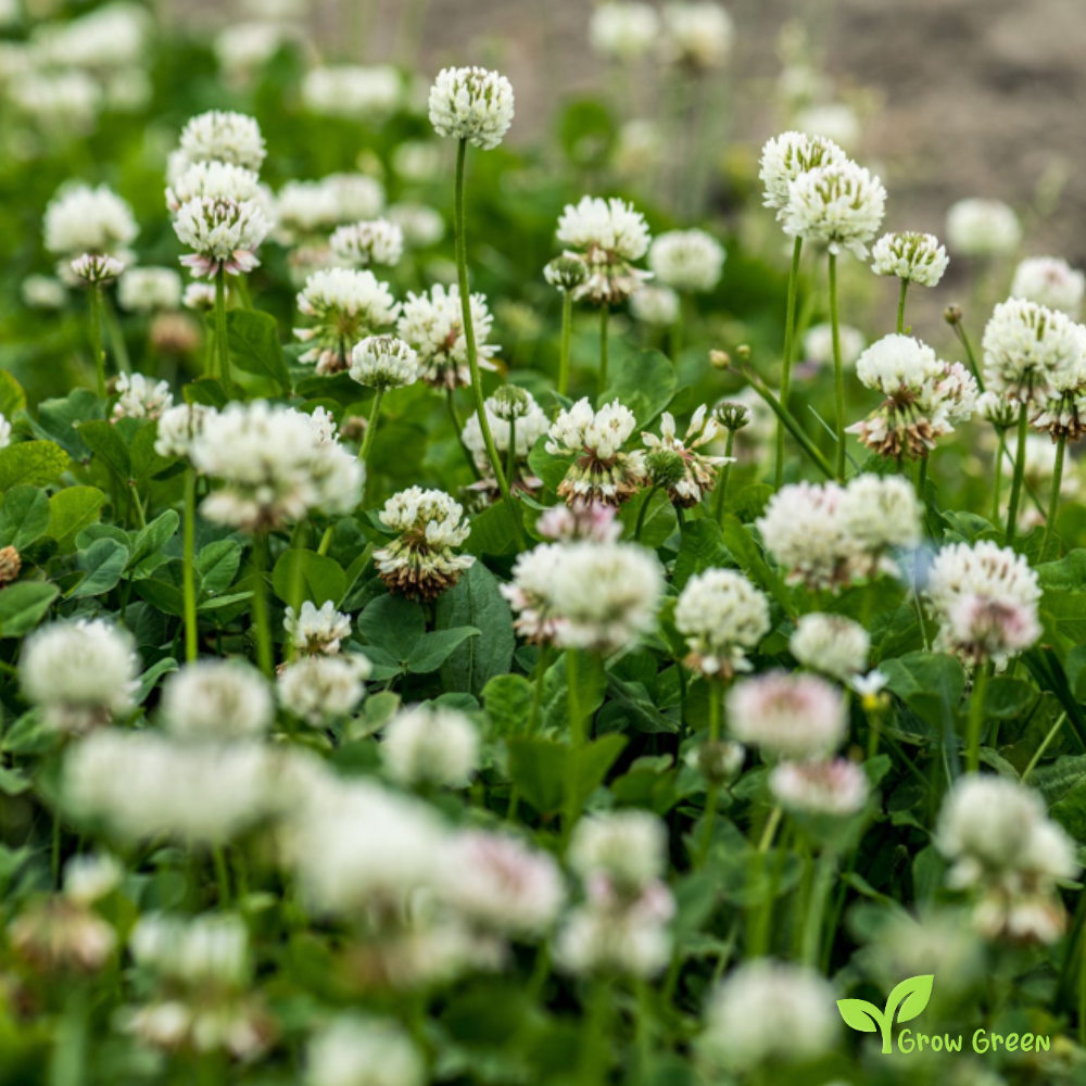 50 seeds of White Clover - TRIFOLIUM + Gift 5 seeds of Sunflower
